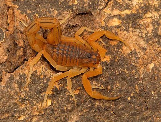 Dedetização de Escorpiões no Jardim Cidade Pirituba