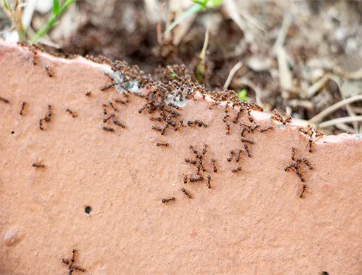 Dedetização de Formigas no Jardim Cidade Pirituba