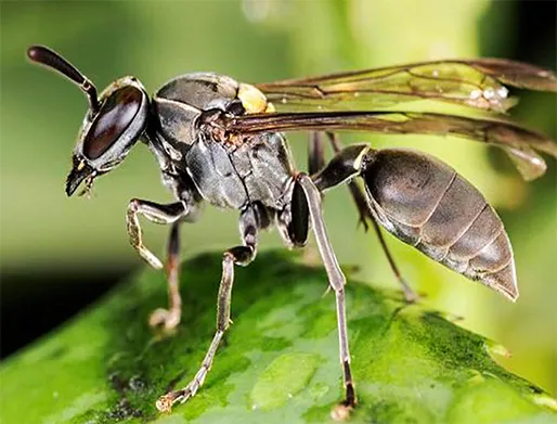 Dedetização de Marimbondos no Jardim Cidade Pirituba