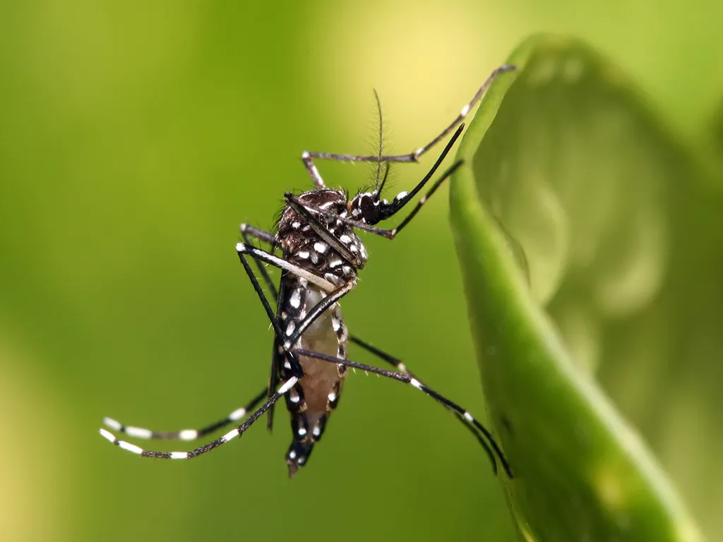 Dedetização de Mosquitos no Jardim Cidade Pirituba