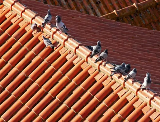 Dedetização de Pombos no Jardim Cidade Pirituba