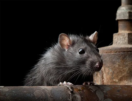 Dedetização de Ratos no Jardim Cidade Pirituba